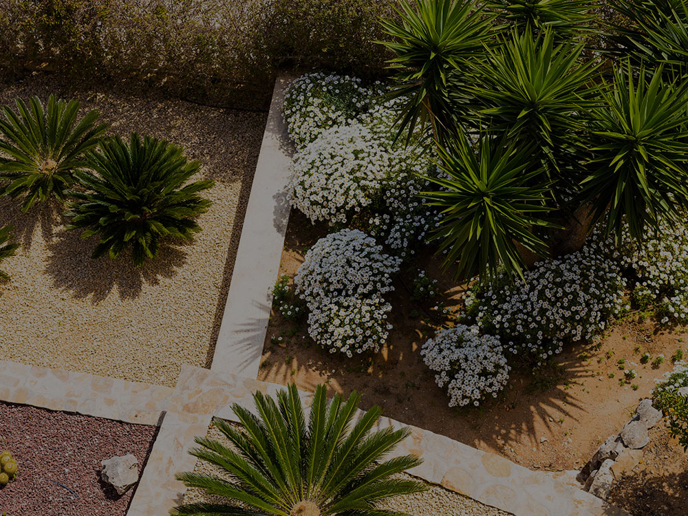 Shrubs and Hedges